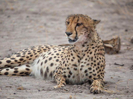 The African Wild-马翁必去景点