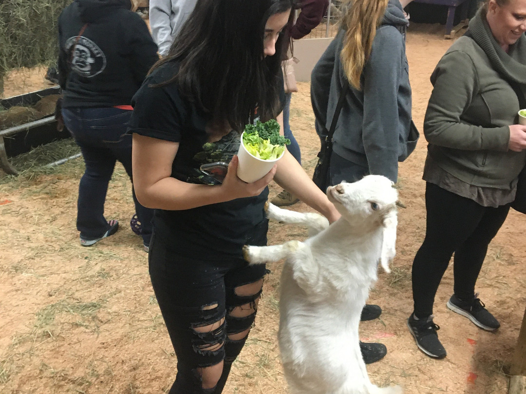 Debbie Dolittle's Indoor Petting Zoo景点图片