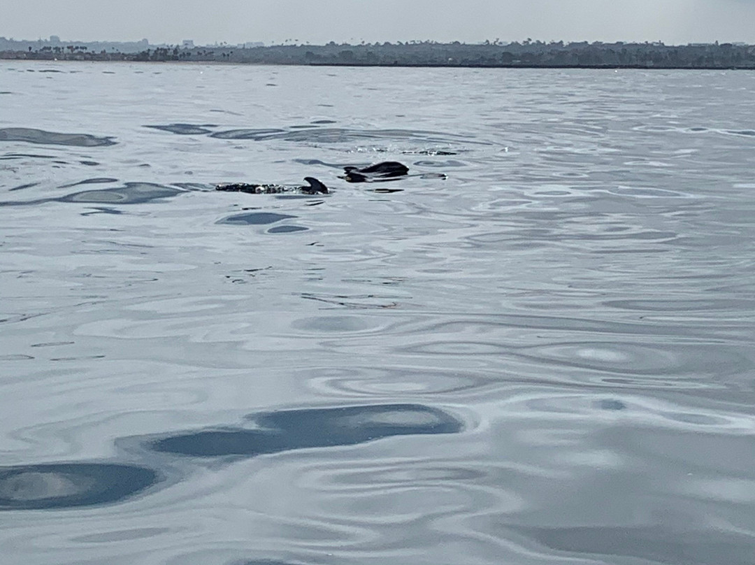 Offshore Blue Adventures Whale & Dolphin Tours-圣地亚哥必去景点
