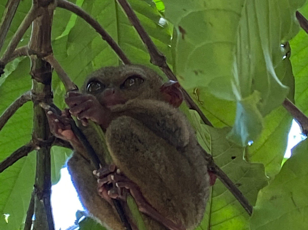 Bohol Enchanted Zoological and Botanical Garden景点图片