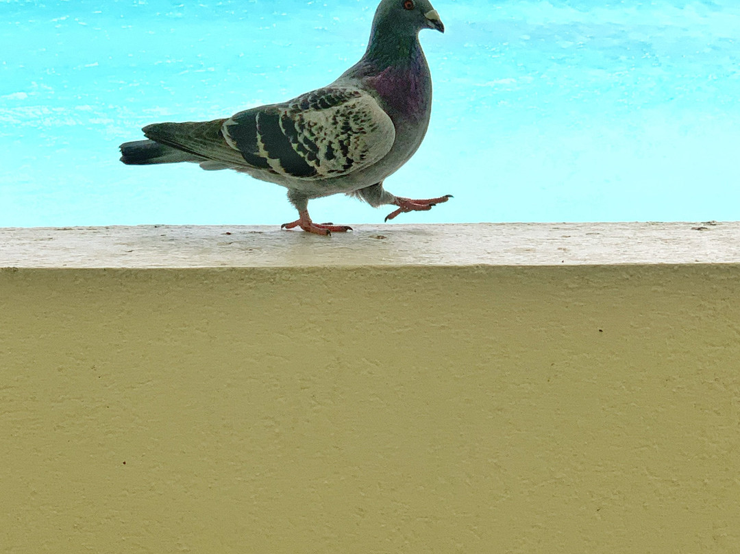 Coral Mist Beach Hotel主图