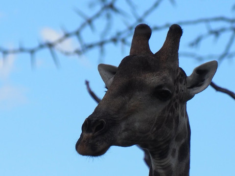 Mfafa Safaris-白河必去景点