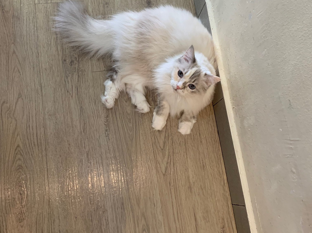 Meomi Cat Café-新加坡必去景点