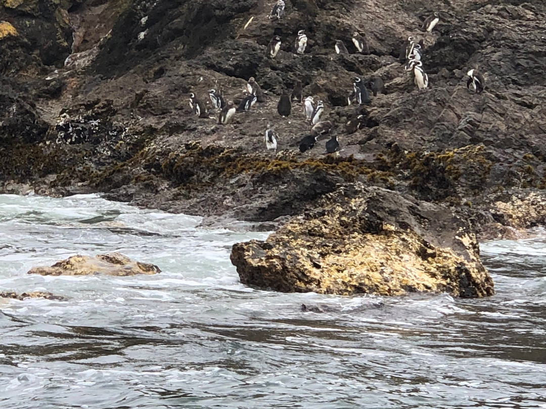 Pinguineras-Ancud必去景点