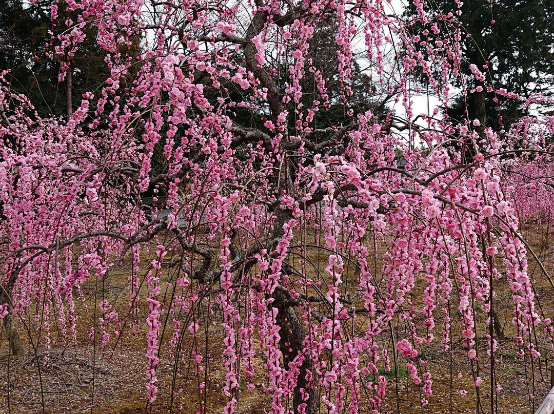 Sugawara Shrine景点图片