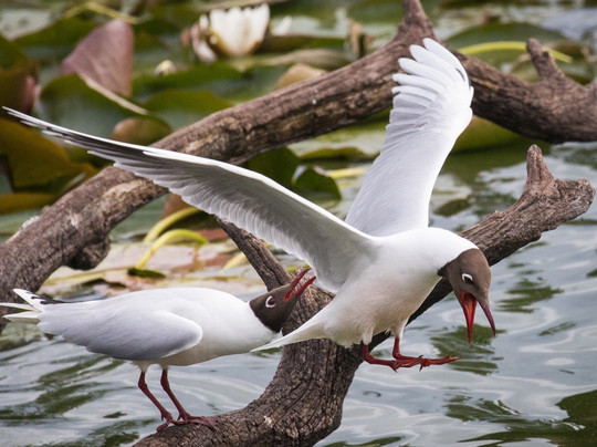 Puerto Varas Gringo Hiking Tours-巴拉斯港必去景点