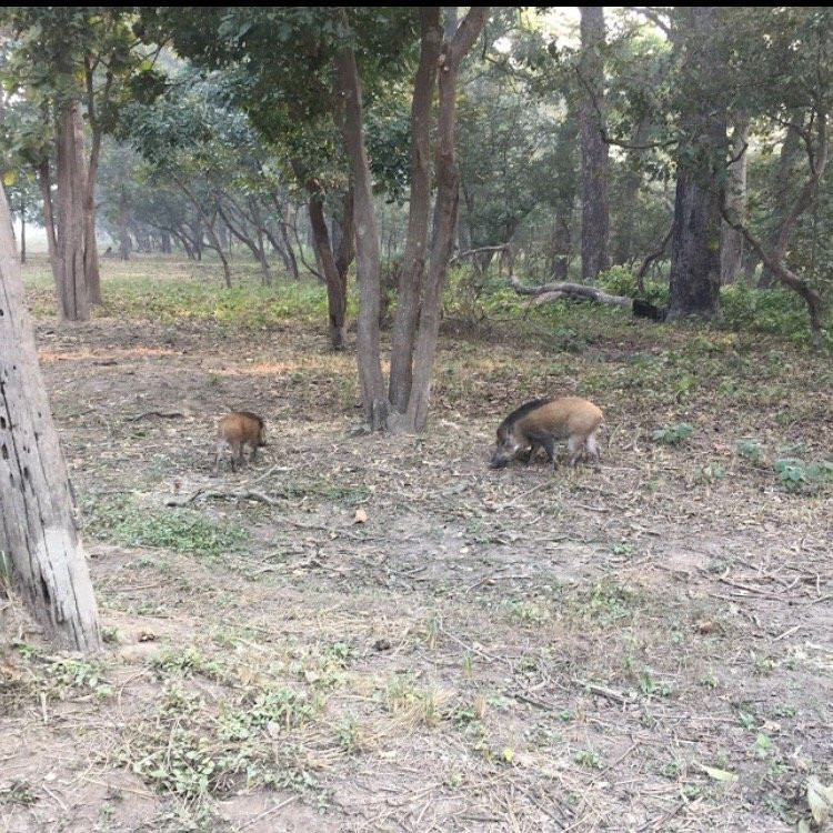 Kishanpur Sanctuary景点图片