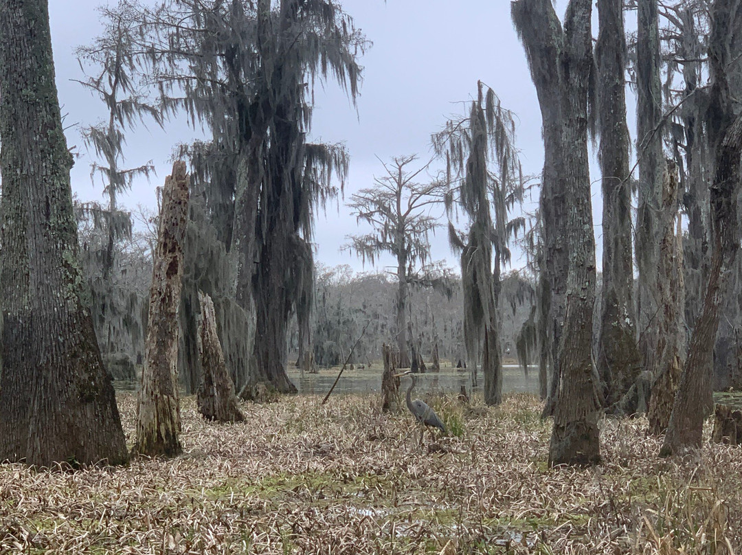 Lake Martin Rookery景点图片