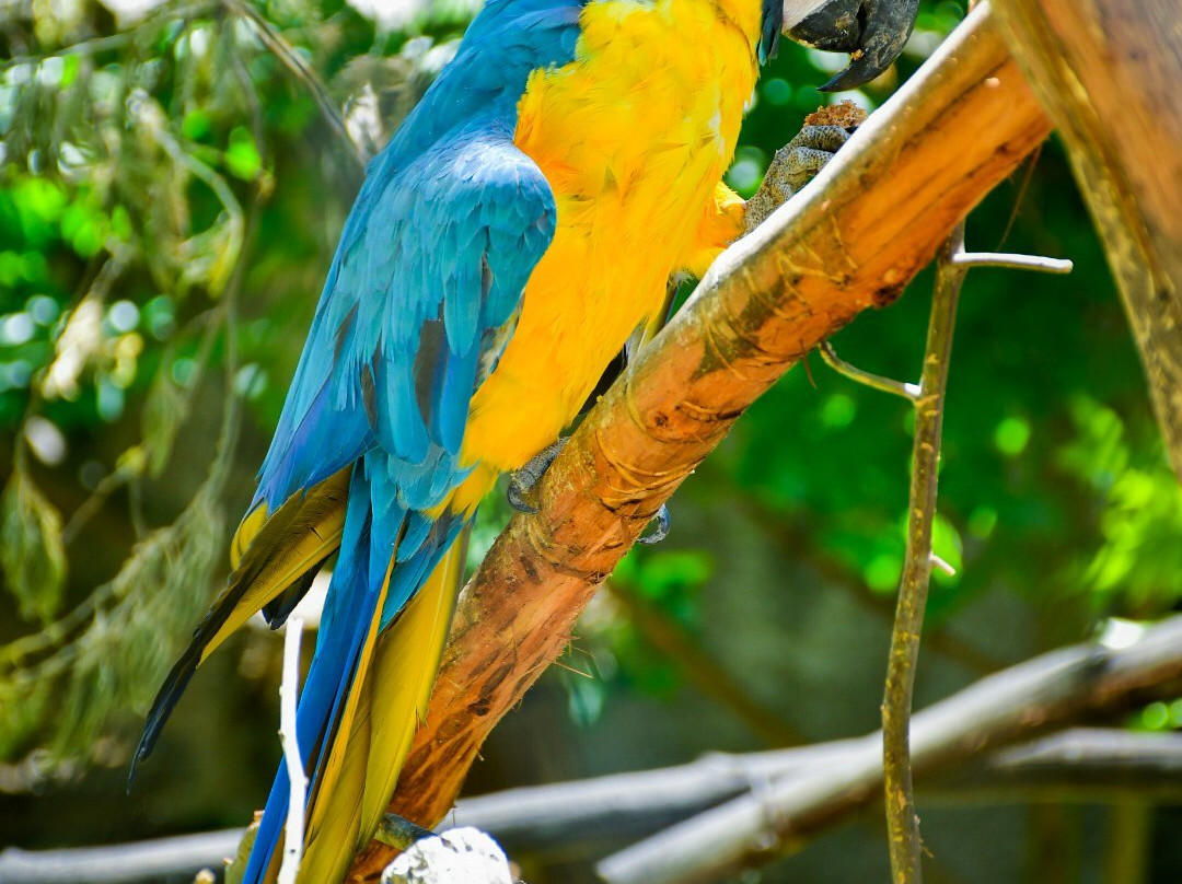 Zoologico Municipal Vesty Pacos de La Paz, Bolivia景点图片