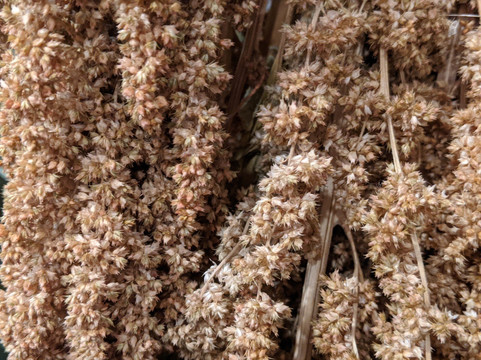 Petite Petal-坎贝尔必去景点