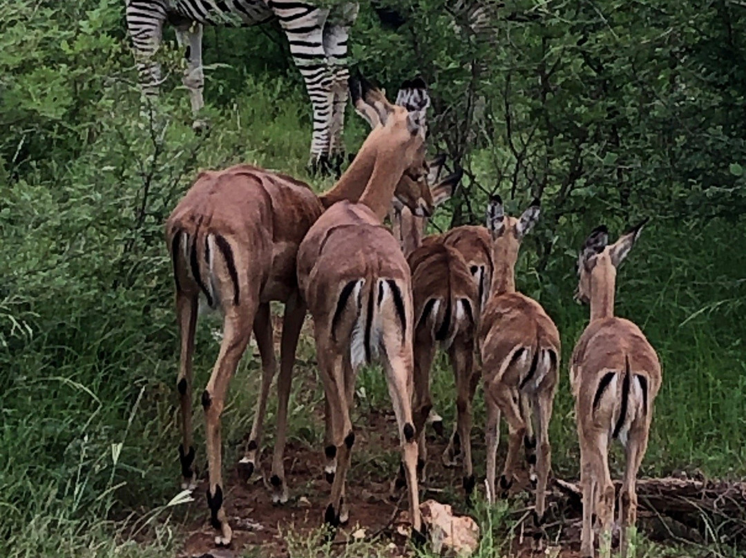 Madikwe Nature Reserve-Zeerust必去景点