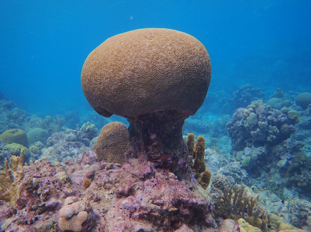 Jacques Cousteau's Underwater Reserve景点图片