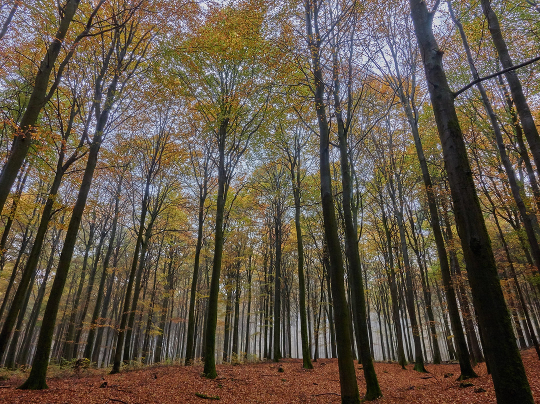Nationalpark Hunsruck-Hochwald-比肯费尔德必去景点