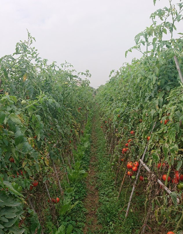 Green Farm Tour-河内必去景点