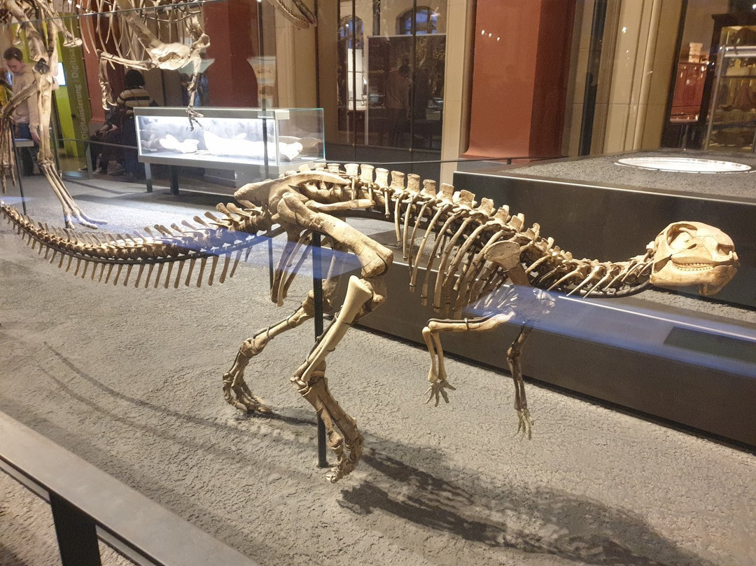Naturkundemuseum Potsdam-波茨坦必去景点