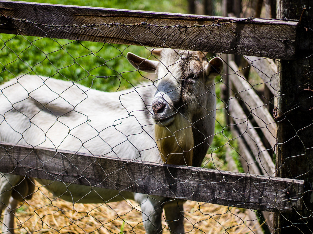 Auberge Suisse主图