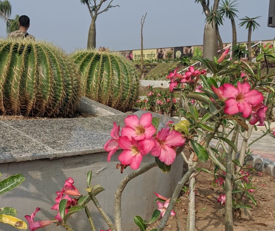 Cactus Garden景点图片