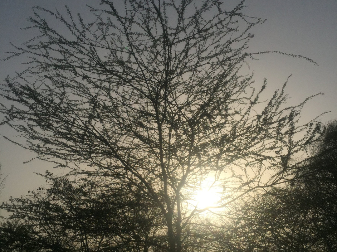 Aravali Biodiversity Park景点图片