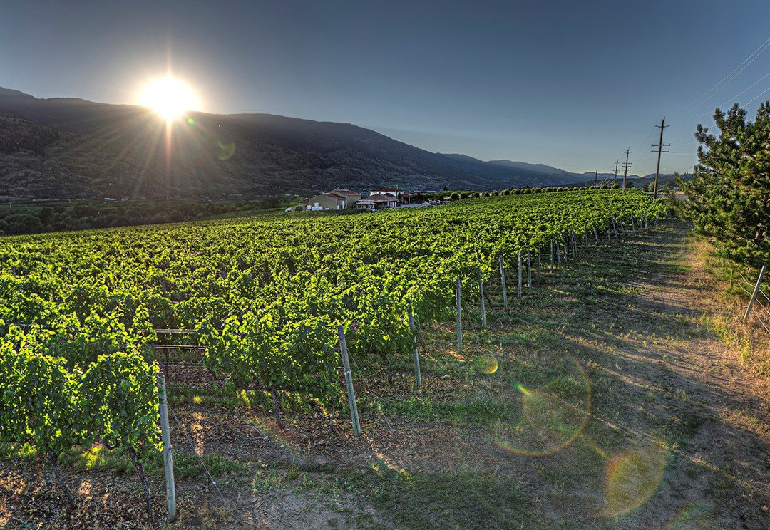 Desert Hills Estate Winery景点图片
