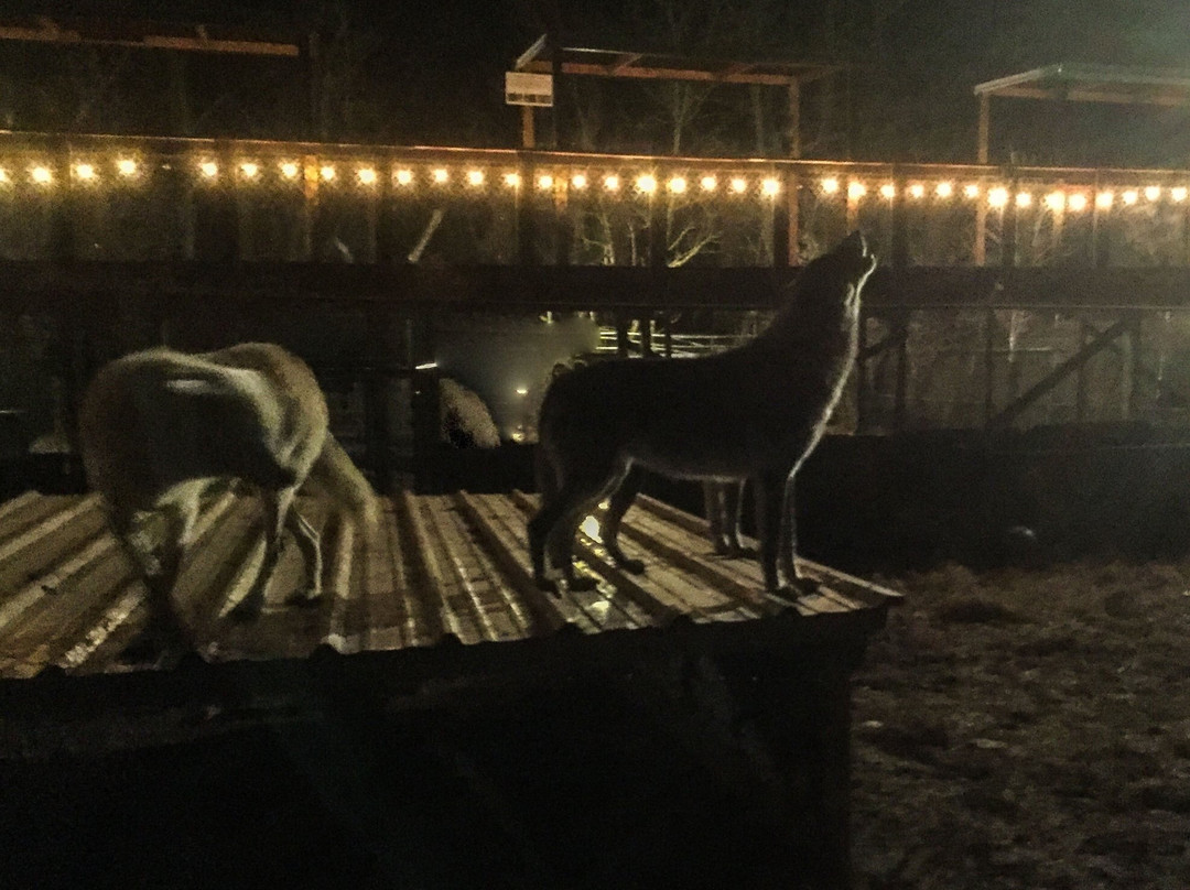 Wolf creek habitat and rescue景点图片