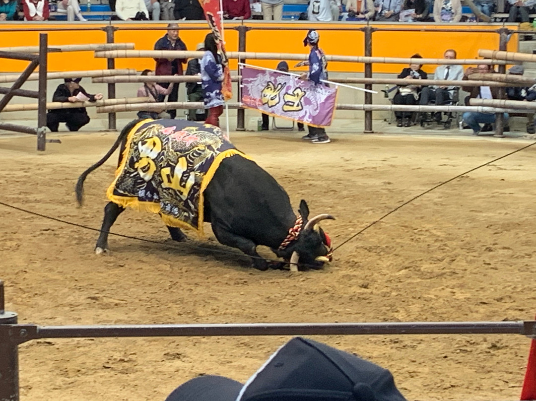 Uwajima City Bullfighting Arena-宇和岛市必去景点