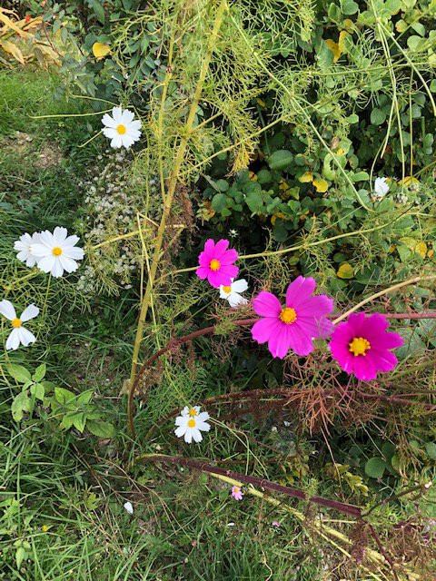 Binsar Forest Retreat主图