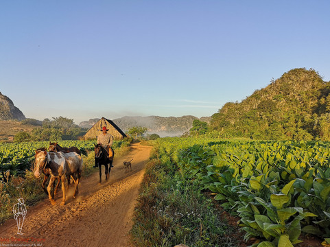 Cuban Cowboy Tours-维纳勒斯必去景点