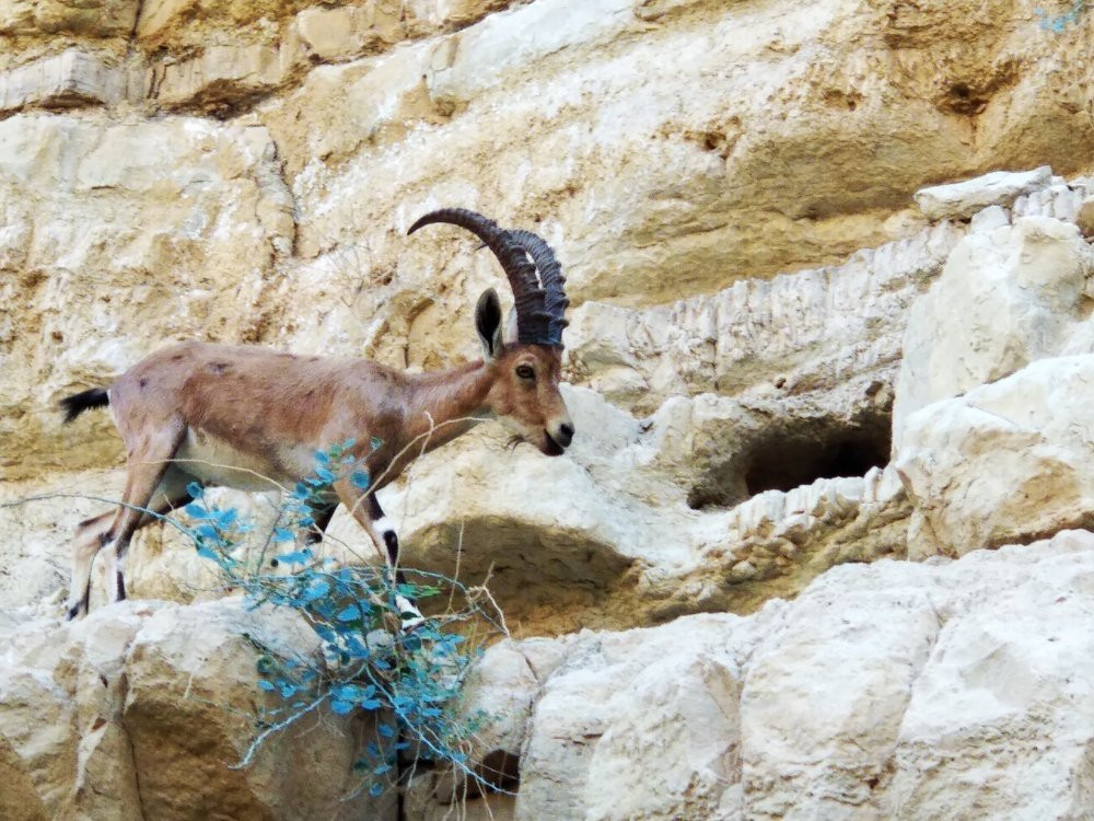 Nachal Arugot Nature Reserve-Masada必去景点