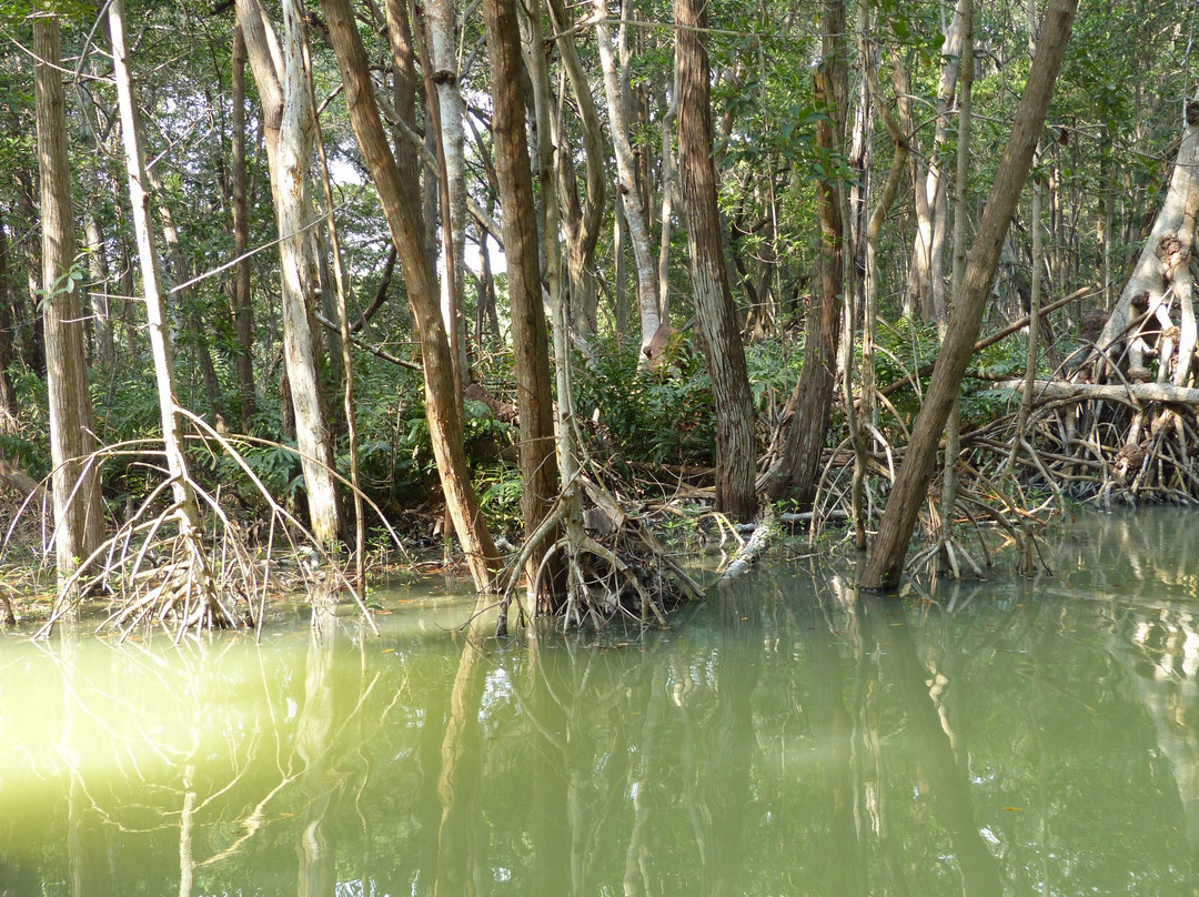 Mangroves of Dzinitun景点图片
