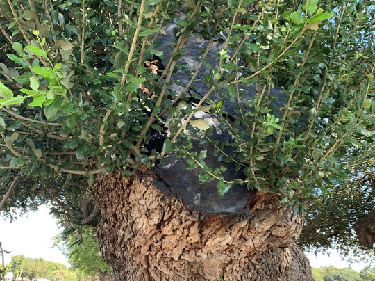 Wedding Oak Tree-San Saba必去景点