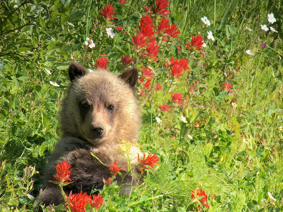 Yellowstone Wild-加德纳必去景点