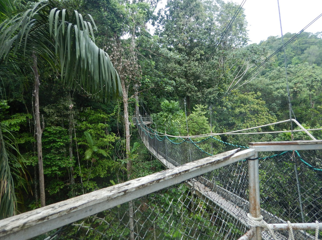 Iwokrama Canopy Walkway景点图片