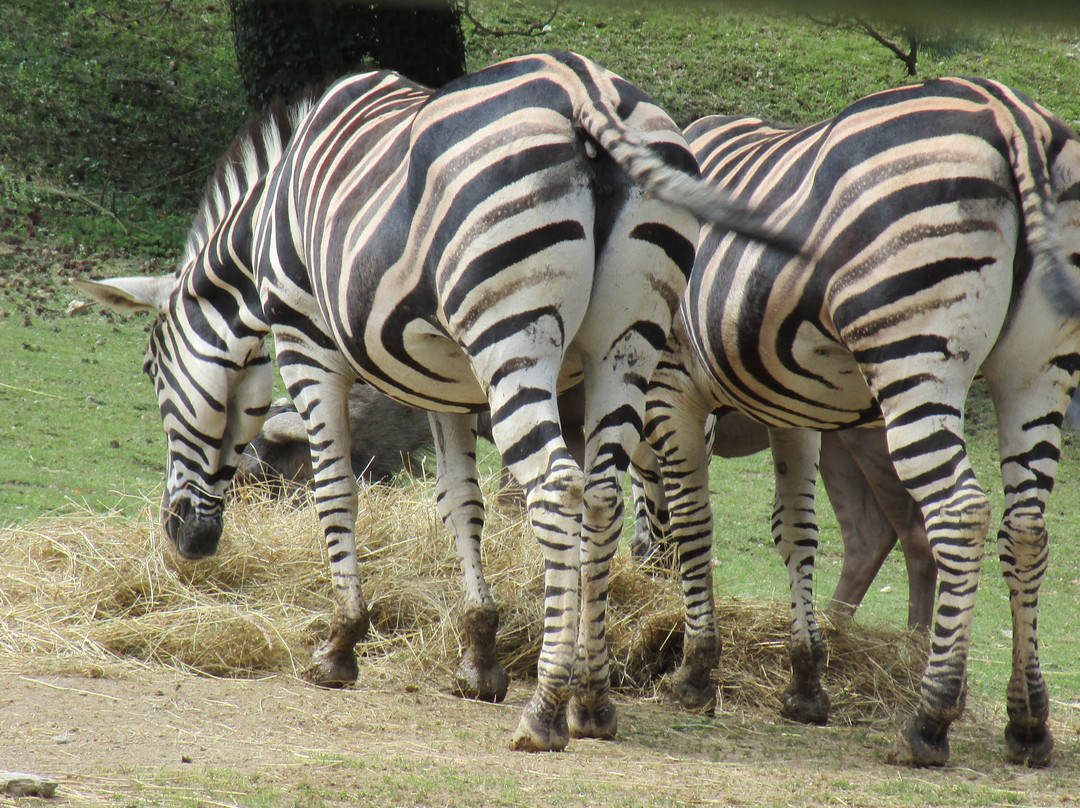 Zoo Kosice-科希策必去景点