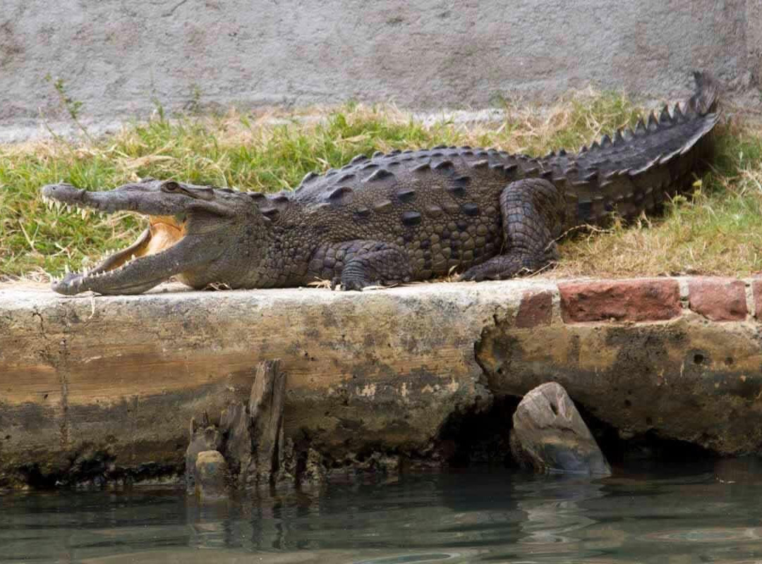 Buttonwood JA - Tours-瑰宝滩必去景点
