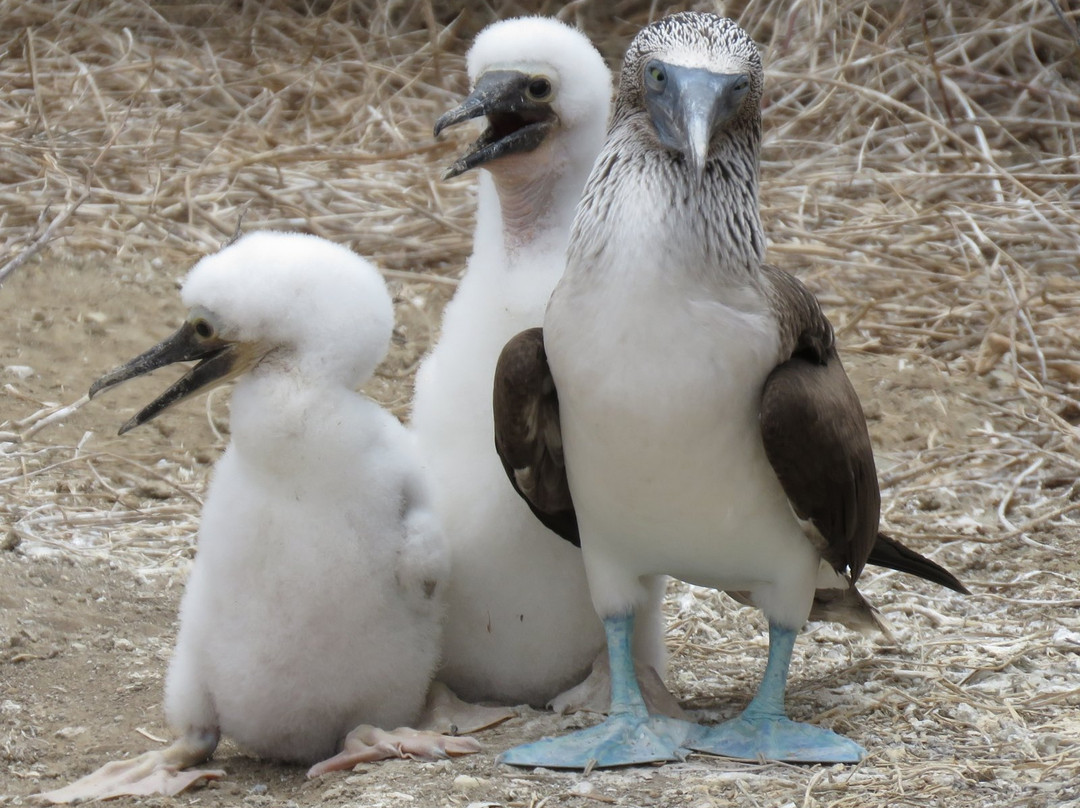 Isla de la Plata-Machalilla National Park必去景点