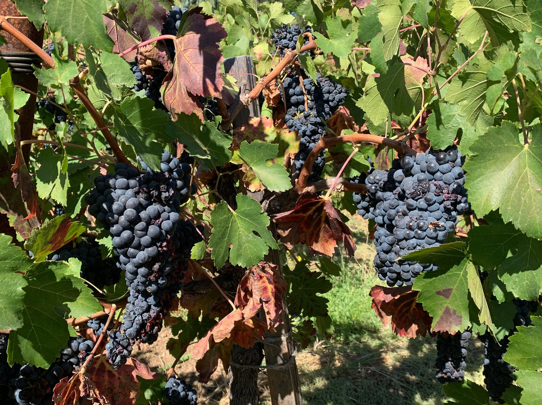Quivira Vineyards景点图片