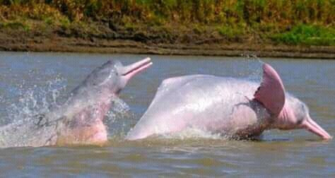 Amazon Victoria Regia-伊基托斯必去景点