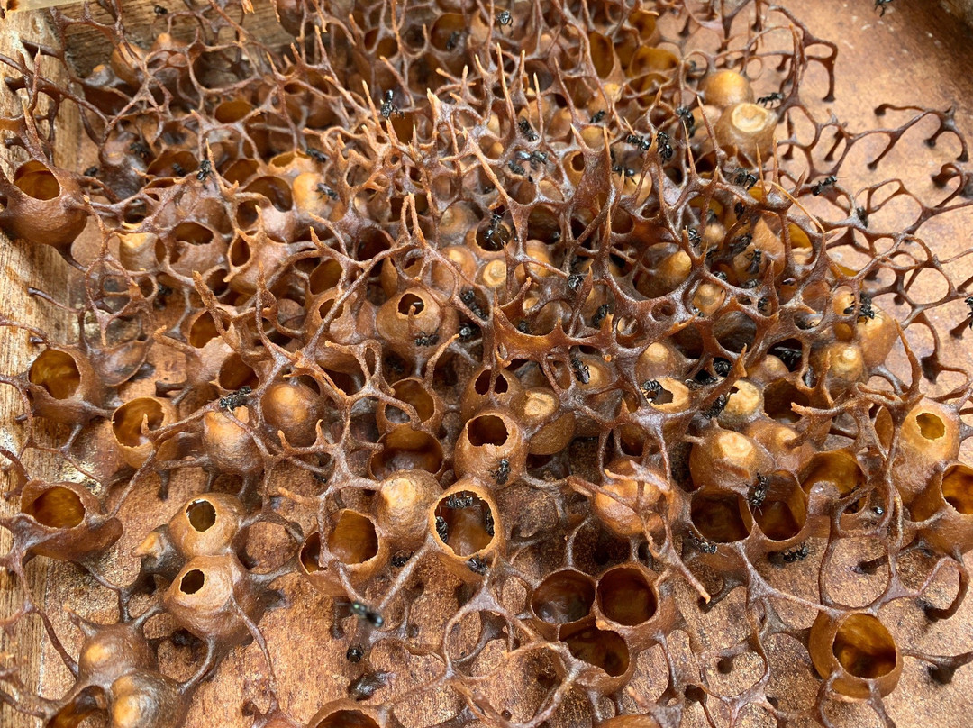 Tasbee Meliponiculture Farm-Tutong必去景点