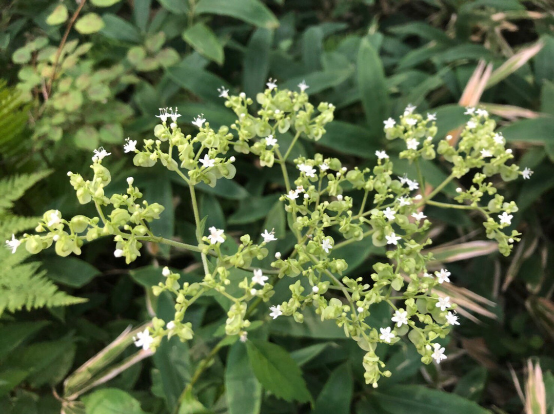 Yamazi Pension主图