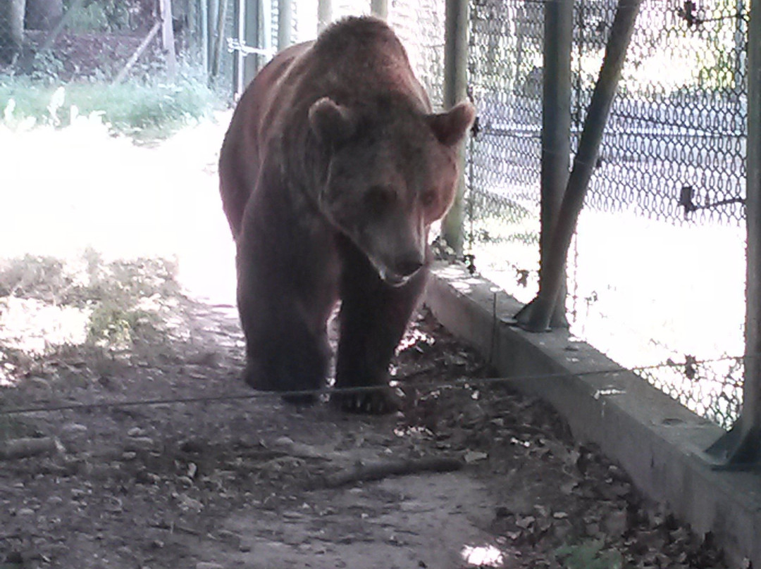 Wild - und Freizeitparkpark Allensbach Bodensee景点图片