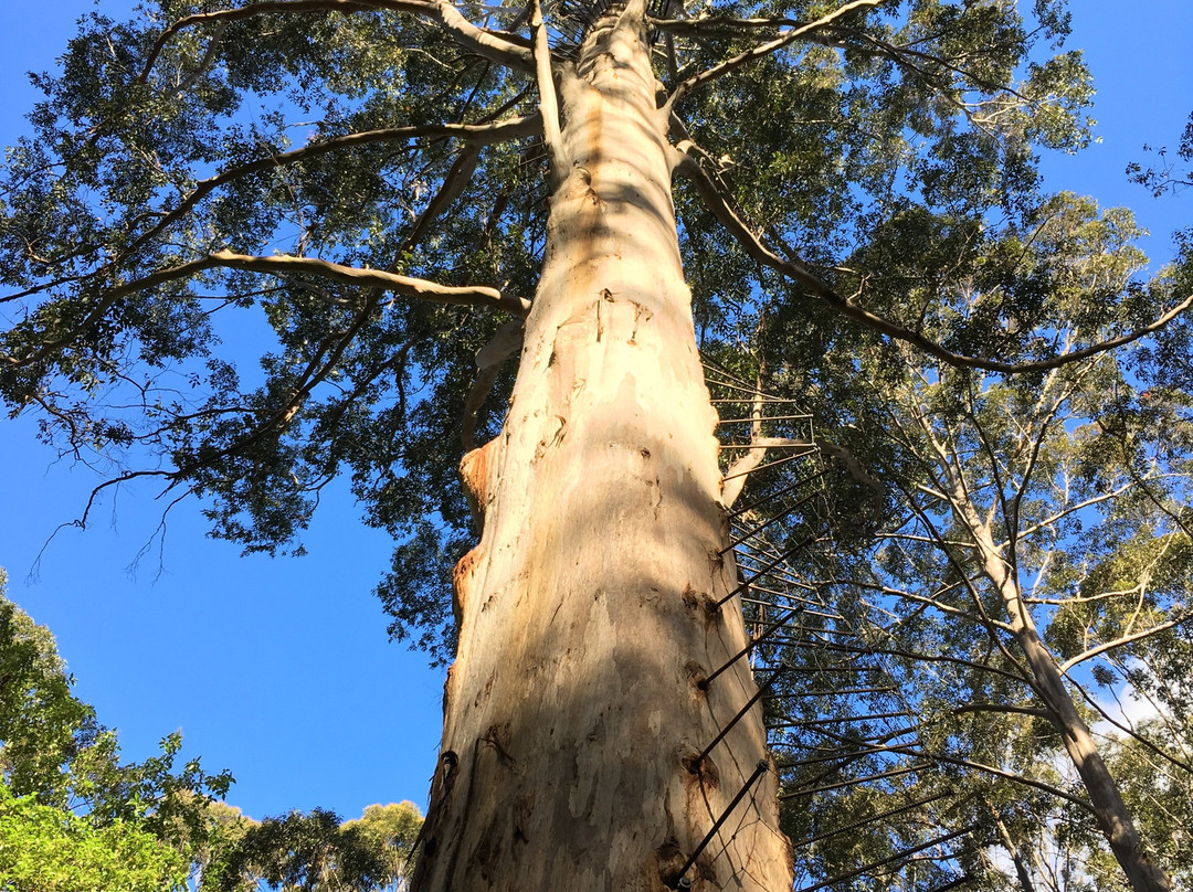 Gloucester Tree-彭伯顿必去景点