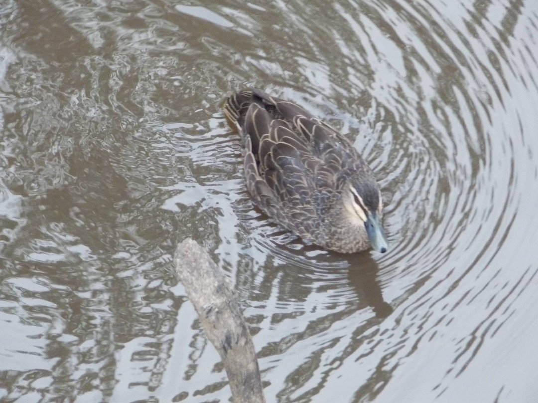 Island Sanctuary-Deniliquin必去景点
