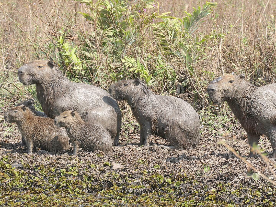 Parque Nacional do Pantanal Matogrossense景点图片