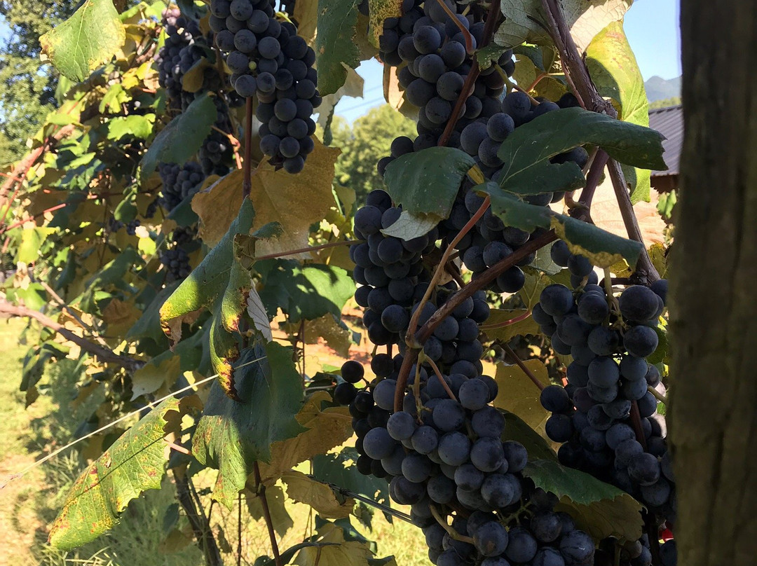 Eagle Fork Vineyards-Hayesville必去景点