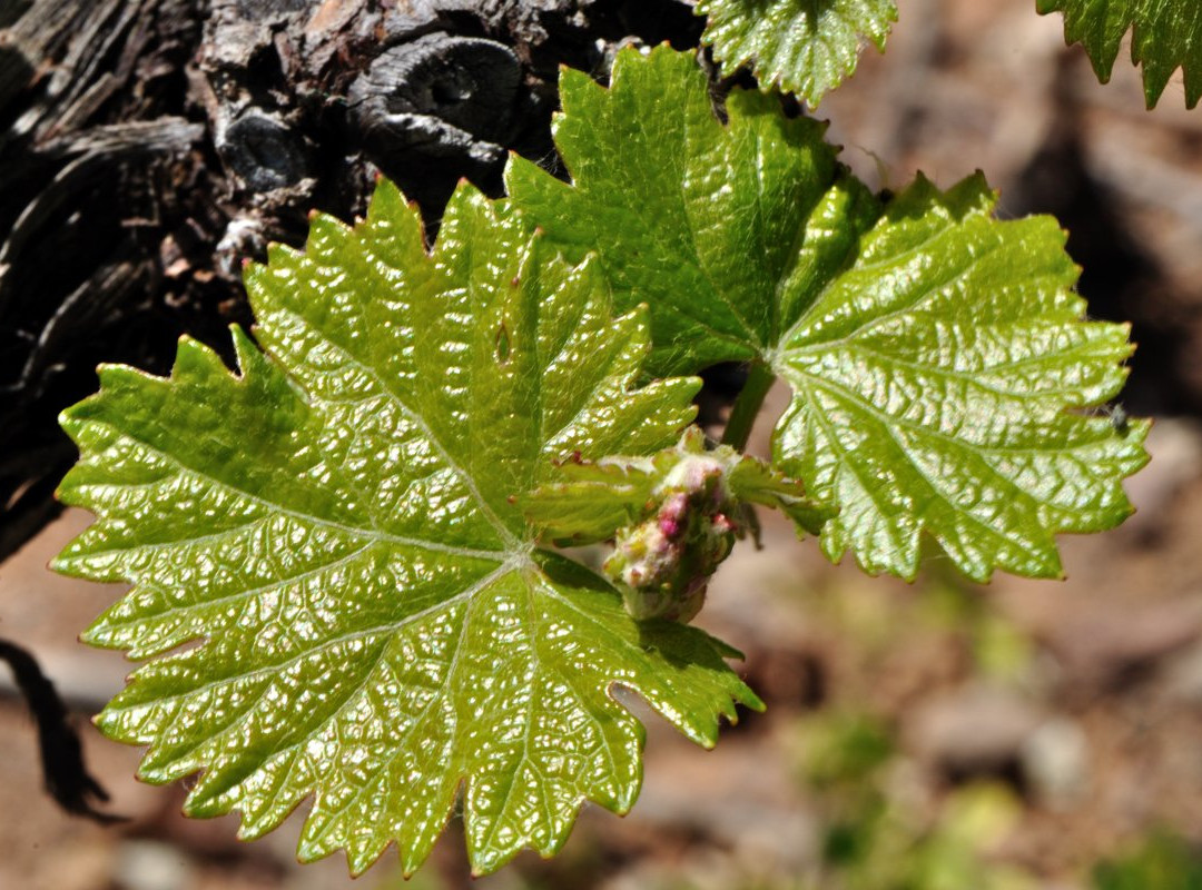 Montagu Winery-蒙提古必去景点