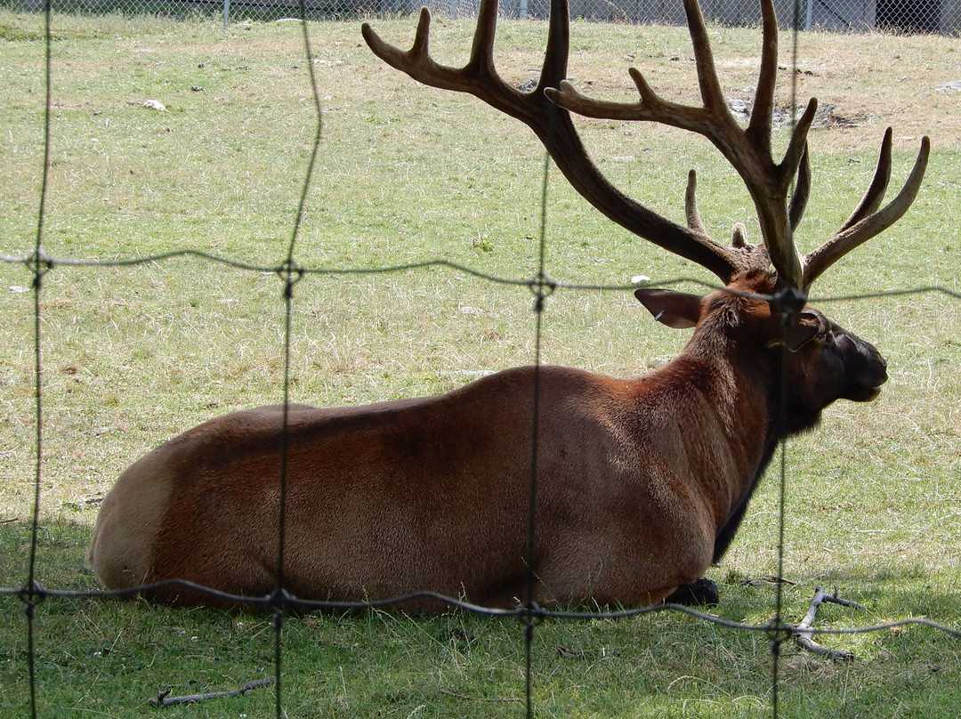 New York State Zoo at Thompson Park-Watertown必去景点