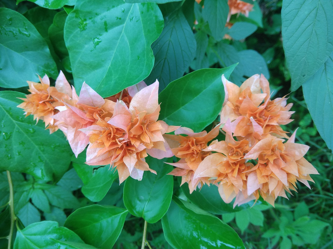 Pushkar Rajwara Resort主图