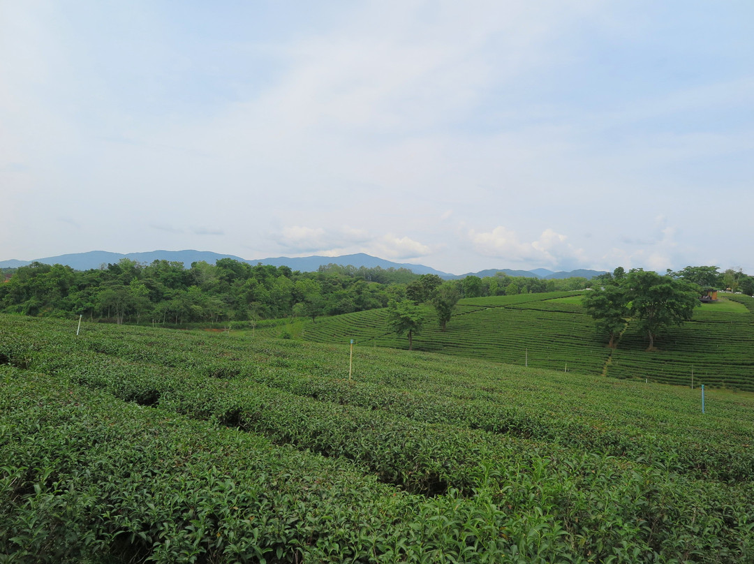 Choui Fong Tea景点图片