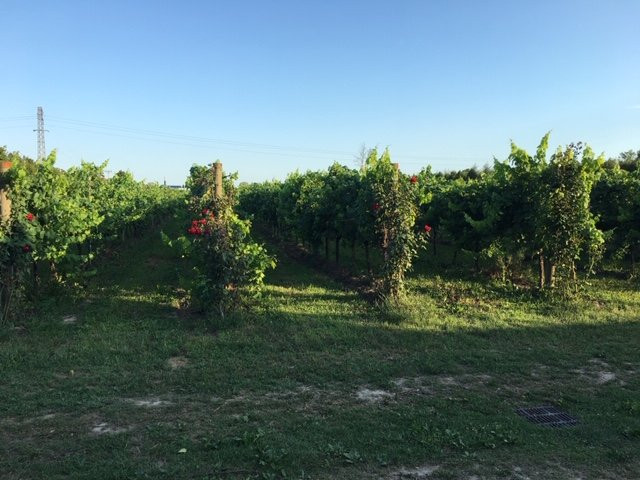 Alloggio Agrituristico Albafiorita主图