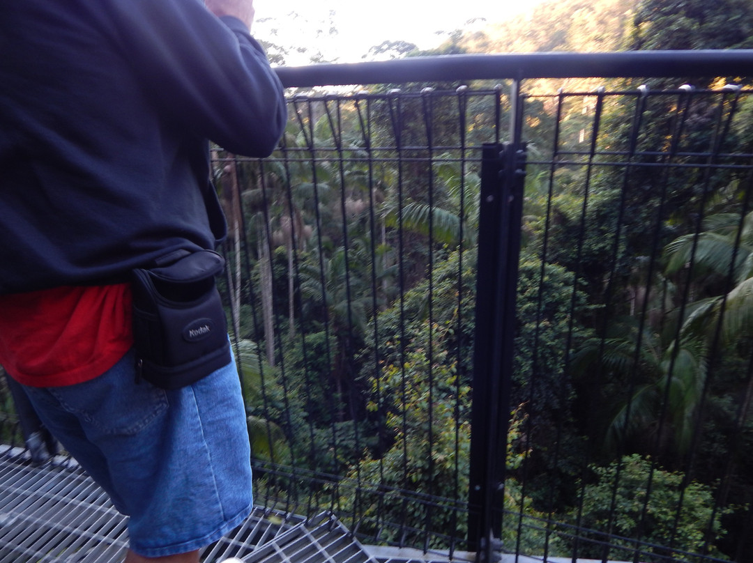 Tamborine Rainforest Skywalk景点图片